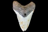 Fossil Megalodon Tooth - North Carolina #109006-1